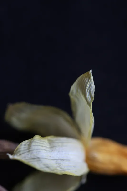 Grey, box, flower, paper