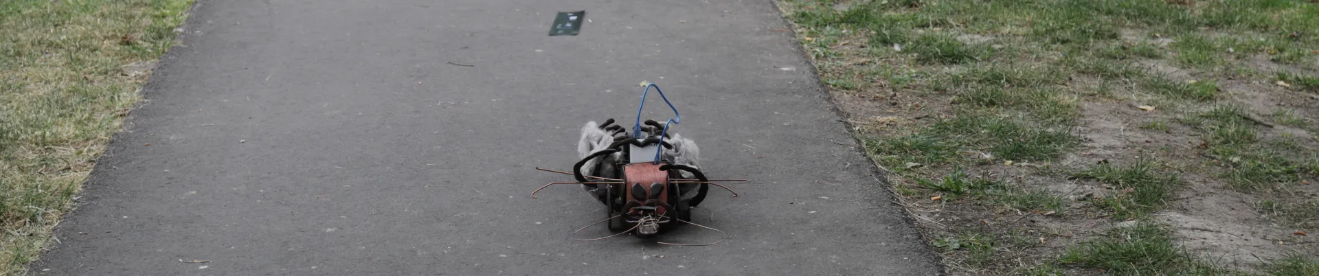 First time out - Ecdysis